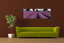 Obrazy Panorámy Levanduľové pole zs3210