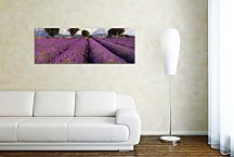 Obrazy Panorámy Levanduľové pole zs3210