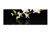 Obraz Kvet Panorámy zs18582