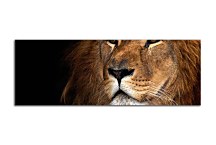 Obraz Panorámy Zvierat zs3179