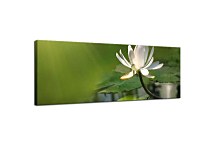 Obraz s kvetmi Panorámy zs344