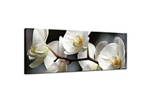 Orchide Obraz panoráma zs18623