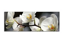 Orchide Obraz panoráma zs18623