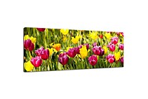 Obraz Tulipány zs18633