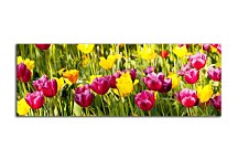 Obraz Tulipány zs18633