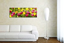 Obraz Tulipány zs18633