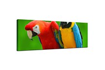 Panoráma Obraz Papgáj zs3163