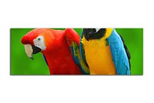Panoráma Obraz Papgáj zs3163