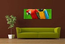 Panoráma Obraz Papgáj zs3163