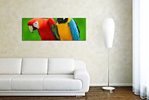 Panoráma Obraz Papgáj zs3163