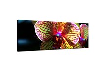 Panoráma Kvetov Obraz zs3132