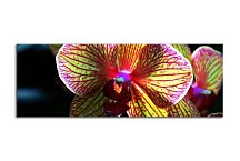 Panoráma Kvetov Obraz zs3132