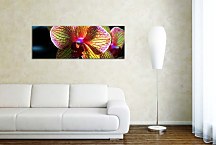 Panoráma Kvetov Obraz zs3132