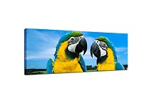 Obraz Panoráma Papagáj zs3162