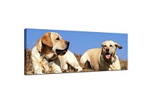 Obraz Panoráma zvieratá zs3154