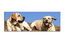 Obraz Panoráma zvieratá zs3154