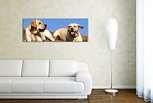 Obraz Panoráma zvieratá zs3154