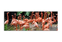 Obraz Panoráma Zvieratá zs18597