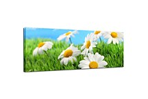 Panoráma kvetov Obraz zs105