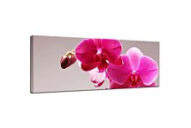 Panoráma obraz Orchidea zs3146