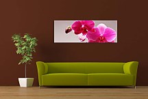 Panoráma obraz Orchidea zs3146