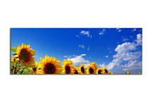 Panoráma obraz Slnečnice zs3135