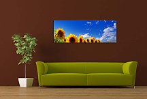 Panoráma obraz Slnečnice zs3135