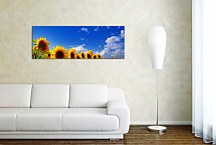 Panoráma obraz Slnečnice zs3135