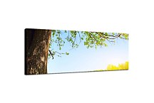 Panoráma Obraz Strom zs3270