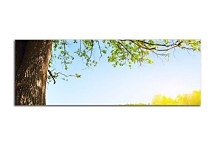 Panoráma Obraz Strom zs3270