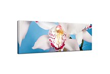 Panoráma Obraz Kvet zs18514