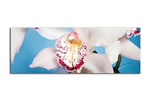 Panoráma Obraz Kvet zs18514