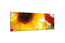 Panoráma obraz Kvety zs3148