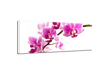 Panoráma Obraz Orchidea zs99