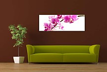 Panoráma Obraz Orchidea zs99