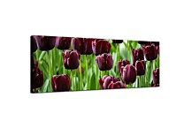 Panoráma obraz Tulipány zs3136