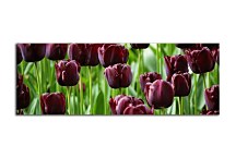 Panoráma obraz Tulipány zs3136