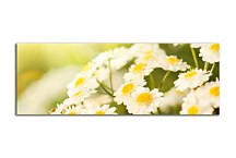 Panoramatický obraz Kvety zs100