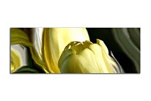 Panorámy Kvety Obraz zs94