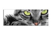 Panorám Obraz zvieratá zs3172