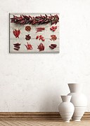 Picante - Obraz WDC22672