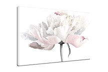 Obraz Pastelový kvet zs29165