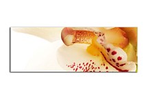 obraz panorámy Kvety zs3138