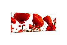 panorámy kvetov Obraz zs3137