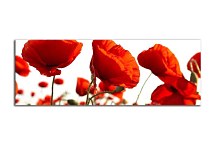 panorámy kvetov Obraz zs3137