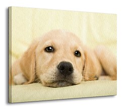 Golden retriever puppy - Obraz CD0715