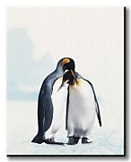 King Penguin - Obraz WDC20725