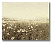 Field of Daisies - Obraz WDC44739