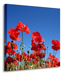 Obraz Red poppies CKS0154