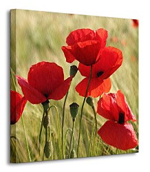 Divé maky na lúke - Obraz CKS0226